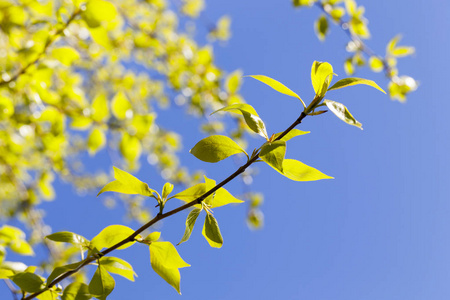 海滩 夏天 春天 植物学 热带 环境 美女 树叶 自然 花园