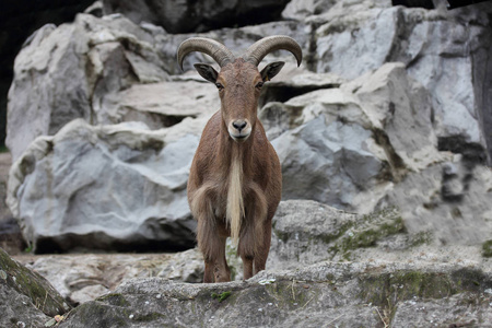 动物 菊苣 哺乳动物 野生动物 山羊 自然 阿尔卑斯山 鬃毛