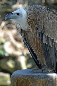 眼睛 动物园 猛禽 特写镜头 肖像 捕食者 美丽的 动物