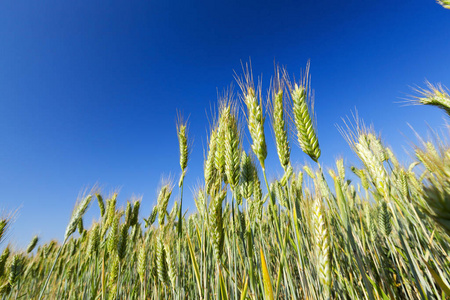 谷类食品 作物 在下面 农事 特写镜头 稻草 风景 低的