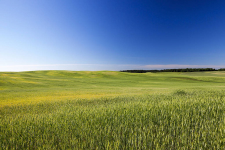 牧场 郁郁葱葱 玉米 天空 农场 谷类食品 土地 树叶 风景