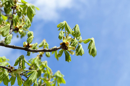 森林 纹理 板栗 花园 生态学 植物学 变模糊 自然 公园