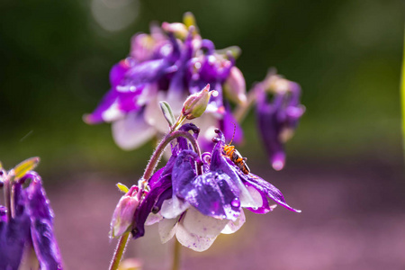 花瓣 植物学 花的 雄蕊 特写镜头 野花 自然 软的 浪漫的