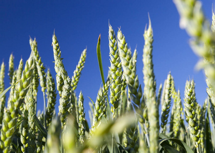 作物 领域 农田 稻草 风景 食物 生长 自然 农场 小麦