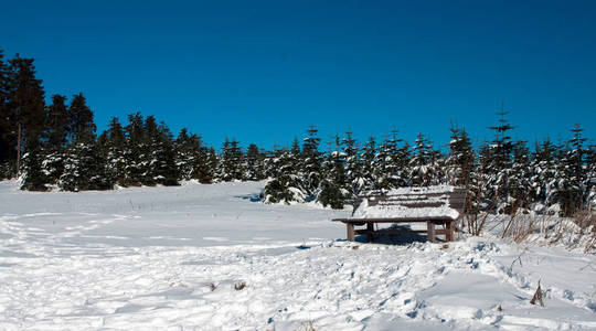 风景 木材 万里无云 降雪 森林 在里面 天气 自然 阳光