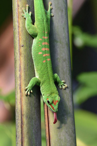 自然 植物区系 颜色 伪装 壁虎 动物 爬行动物 眼睛 脊椎动物