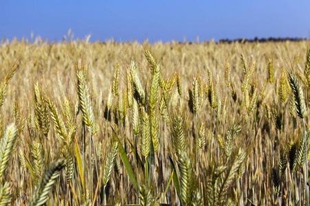 复制 拼写 场景 燕麦 种子 农场 收割 农业 形象 谷类食品