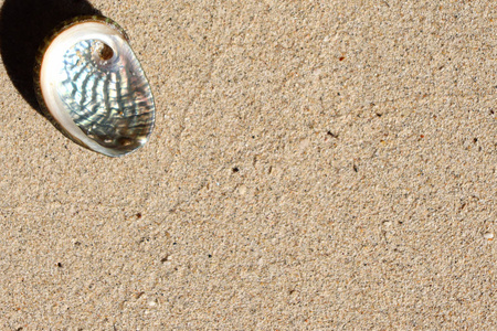 海螺 夏天 旅行 暗礁 假日 贝壳 纹理 美丽的 海星 自然