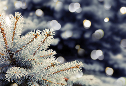 云杉 植物 十二月 分支 风景 自然 季节 冷冰冰的 圣诞节