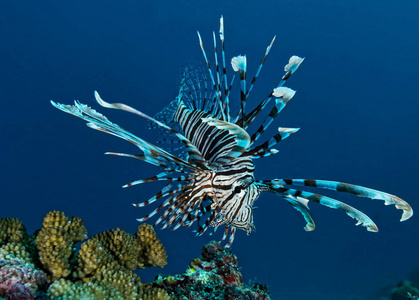 美女 海的 生物 生态学 海洋 野生动物 生活 暗礁 潜水