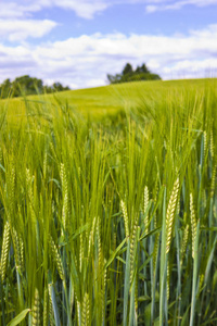 夏天 土地 天空 地平线 外部 平原 环境 小麦 农事 领域