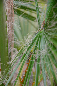 花的 植物 颜色 西班牙 夏天 自然 植物区系 花园 仙人掌