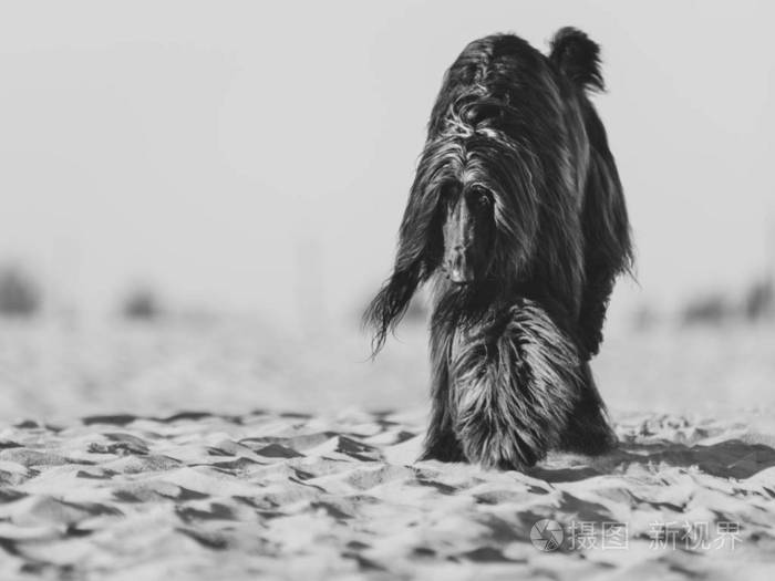 阿富汗猎犬在德塞沙滩上行走的黑白肖像