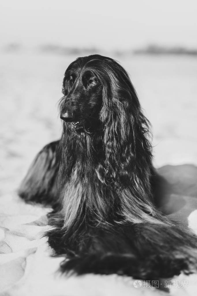 沙漠中躺在沙滩上的阿富汗猎犬的黑白肖像