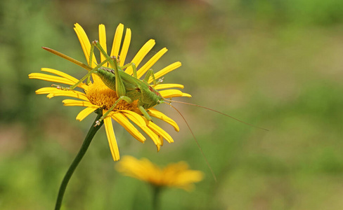 无脊椎动物 生物 祈祷 昆虫 动物 缺陷 蚱蜢 生物学 动物群