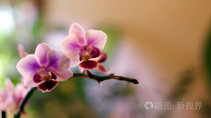 夏天 植物区系 春天 紫色 花瓣 花的 兰花 自然 特写镜头
