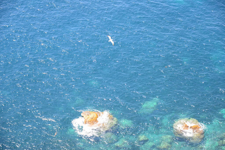 西班牙 飞行 地中海 苍蝇 海鸥 海洋