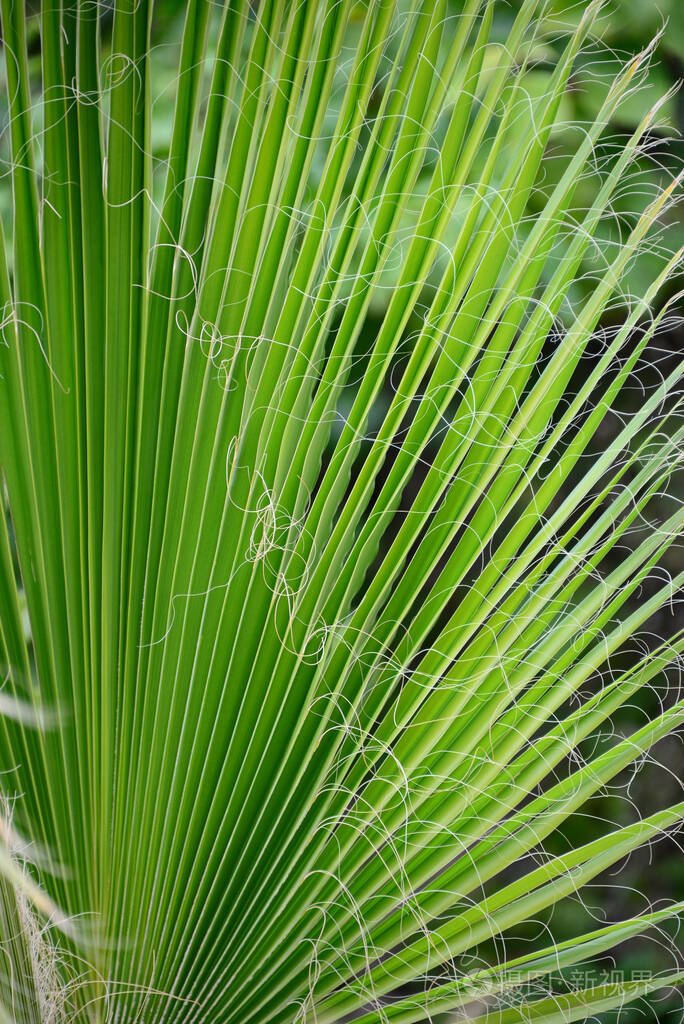 夏天 纹理 特写镜头 植物区系 生长 森林 树叶 美丽的