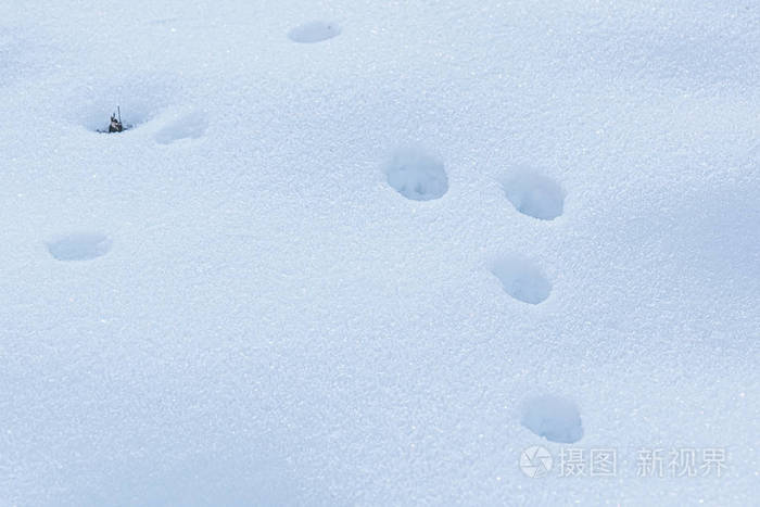 深雪中的动物足迹照片 正版商用图片28pkgc 摄图新视界