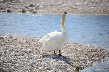 池塘 动物 天鹅 农场 优雅 美女 自然 鸭子 羽毛 美丽的