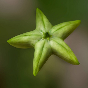 维生素 植物 素食主义者 食物 特写镜头 自然 甜的 营养