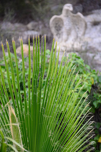 春天 风景 自然 植物 植物学 夏天 生长 西班牙 美丽的