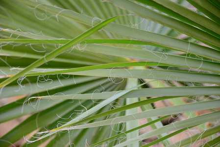 西班牙 花园 棕榈 夏天 植物区系 生长 森林 春天 纹理