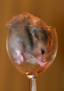 仓鼠在酒杯里有趣的一刻