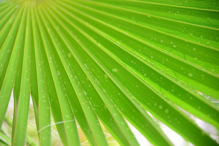 环境 特写镜头 生态学 纹理 自然 植物学 夏天 西班牙