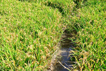 亚洲 大米 风景 稻谷 自然 草地 夏天 植物 农场 西班牙