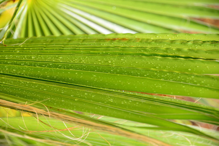 花园 植物区系 环境 夏天 纹理 生活 特写镜头 西班牙