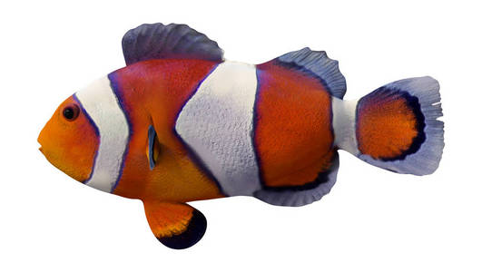 白色橙色小丑鱼3D渲染