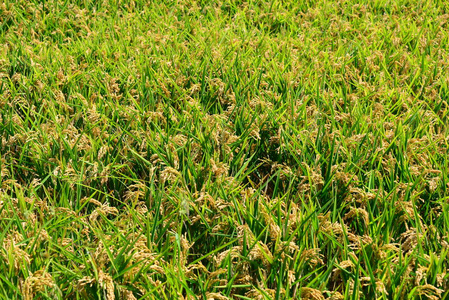 风景 作物 种植园 亚洲 成长 植物 稻谷 农业 领域 收获