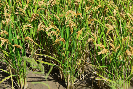 亚洲 植物 大米 农场 种植园 自然 农事 领域 农田 成长