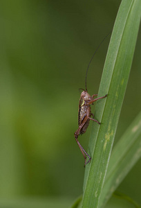 昆虫 动物群 蚱蜢 祈祷 无脊椎动物 缺陷 动物 生物学