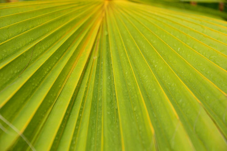 纹理 自然 花园 植物 静脉 夏天 植物学 颜色 春天 生长