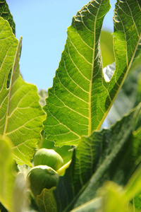 树叶 无花果 植物 自然 分支 森林 可爱的 水果 春天