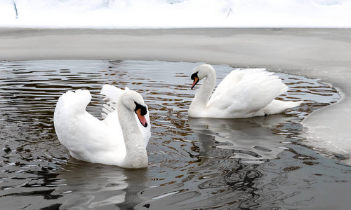 池塘 优雅 天鹅 游泳 在一起 反射 冬天 脖子 场景 动物