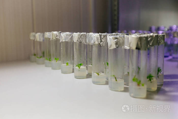 在营养培养基试管中克隆微型植物体外微繁殖技术