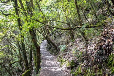 苔藓 环境 徒步旅行 自然 珠穆朗玛峰 露营 靴子 公园