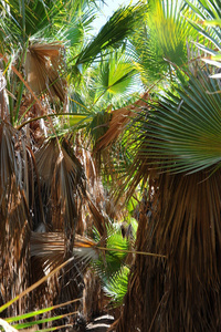 海滩 植物区系 天空 旅行 夏天 棕榈 旅游业 风景 美丽的