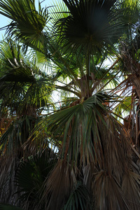 分支 树叶 自然 假期 旅游业 椰子 公园 棕榈 美丽的
