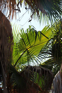 西班牙 椰子 海滩 植物 海洋 太阳 棕榈 天空 天堂 旅行