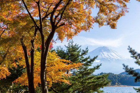 枫树 川口 场景 攀登 反射 亚洲 日本人 火山 花园 樱桃