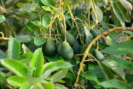 植物 植物学 环境 森林 春天 鳄梨 树叶 自然