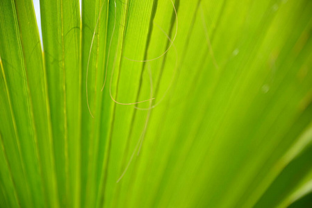 生态学 颜色 花园 生长 自然 生活 西班牙 春天 植物学