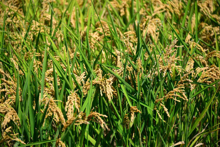 自然 成长 稻谷 食物 生长 作物 农事 收获 亚洲 农田