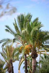 旅游业 西班牙 夏天 假期 海滩 植物 自然 天堂 椰子