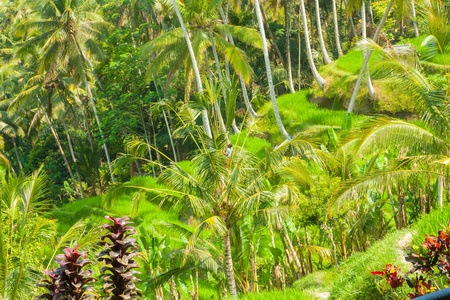 稻谷 美女 植物 旅游业 巴厘岛 农场 阳伞 风景 雨伞