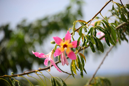 花园 特写镜头 颜色 西班牙 美丽的 花的 夏天 植物 分支